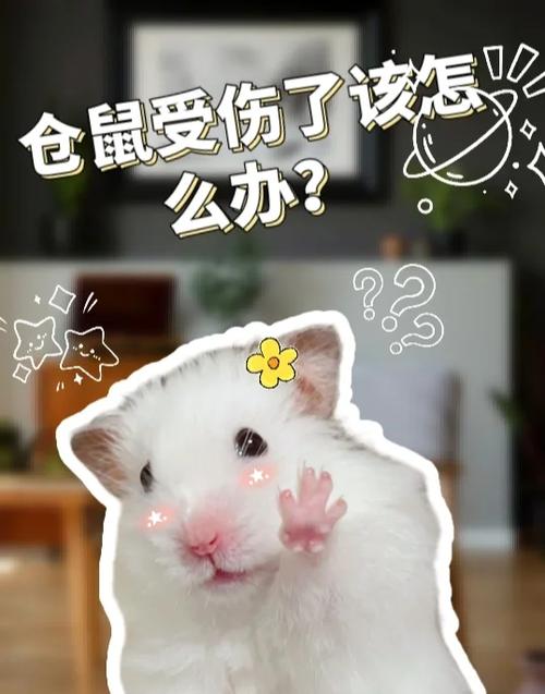 仓鼠受伤后了会自愈吗
