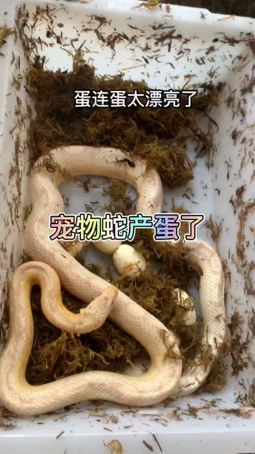 自制桌面小宠物小蛇