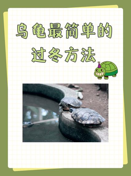 养龟的方法和技巧