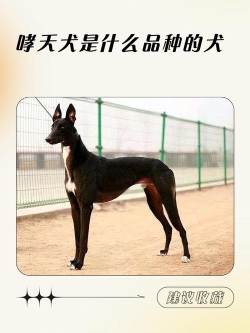 哮天犬全称尊号叫什么