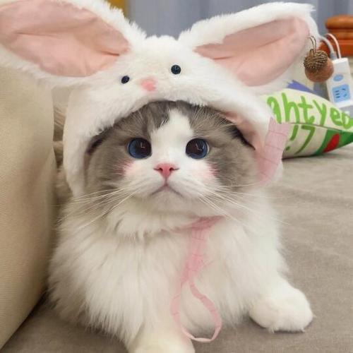 小猫可爱头像超萌截图2