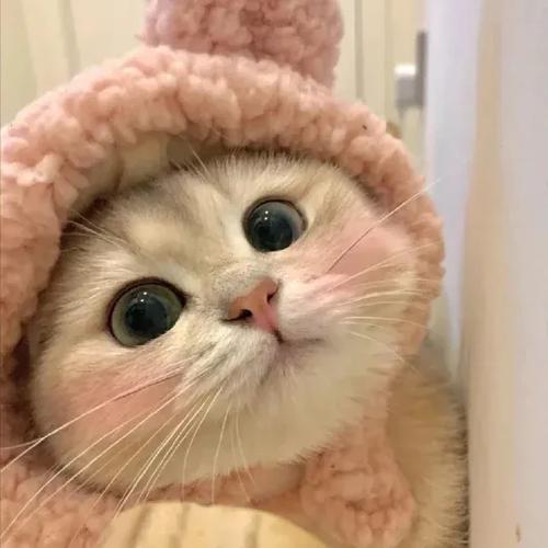 小猫可爱头像超萌截图3