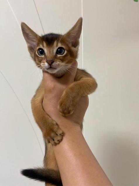 埃及阿比西尼亚猫