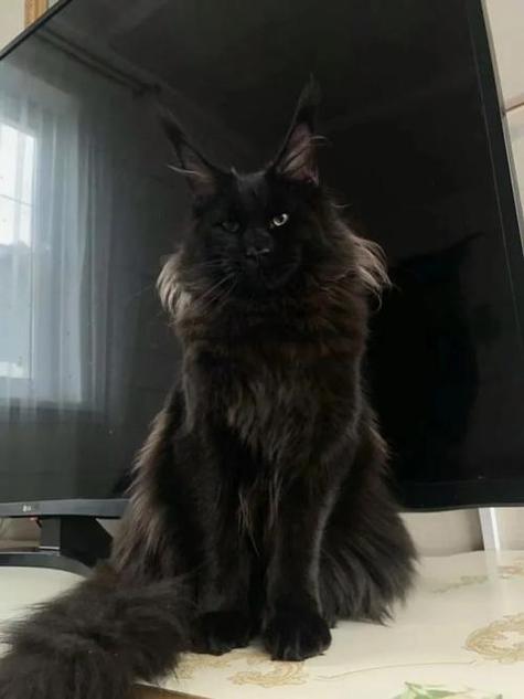 黑色缅因猫