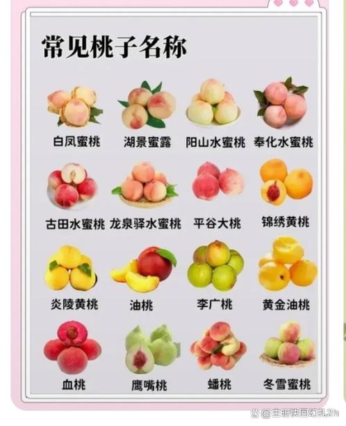 优质桃子品种介绍