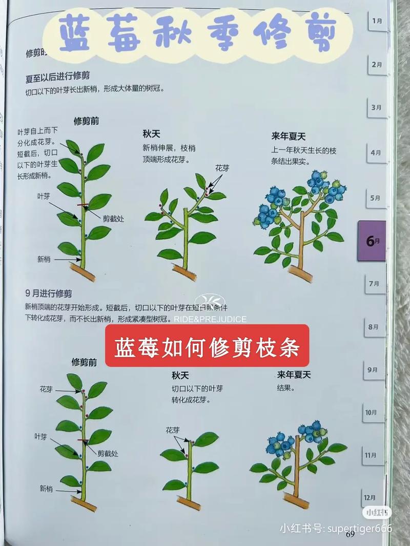 蓝莓树修剪的正确方法