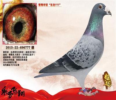 台湾最著名的鸽系