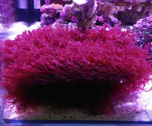 海水鱼缸