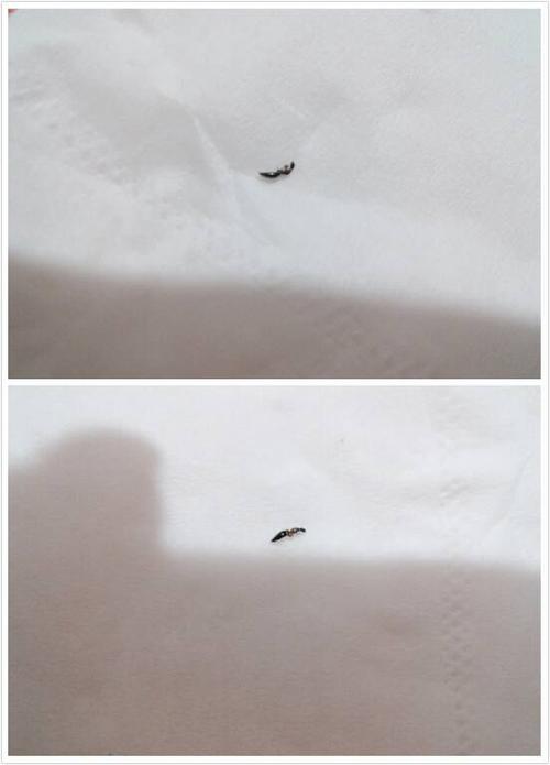 床上像小型蚂蚁的虫子