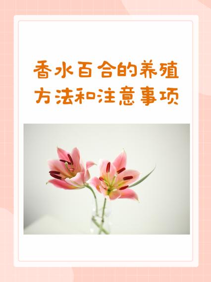 合宠的技巧和注意事项