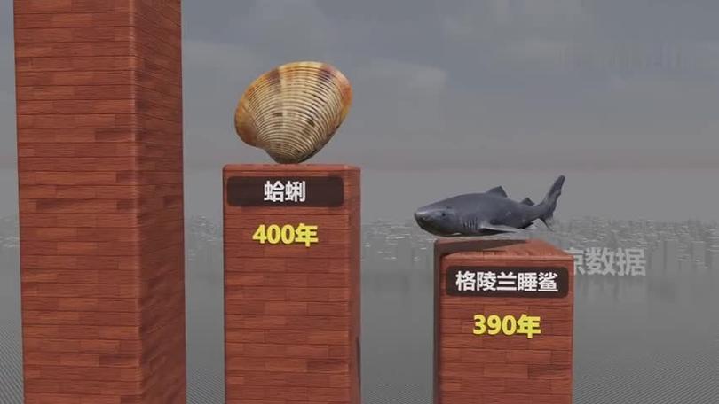 寿命最长的动物排名