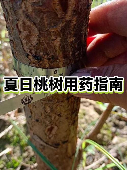 6月桃树打药用药搭配