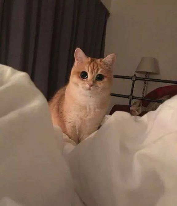猫咪一边脸大一边脸小
