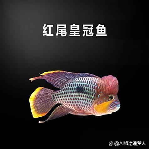 皇冠一般人养得起吗