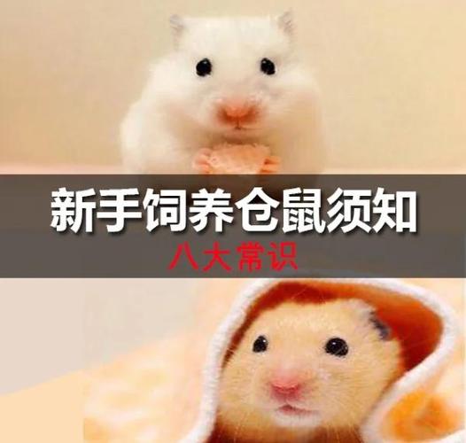 仓鼠养在卧室里有传染病吗?
