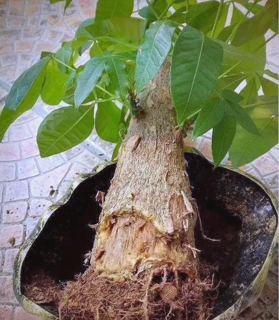 发财树根部腐烂怎么处理救治