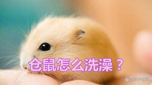 仓鼠用水洗澡后吹干了会死吗