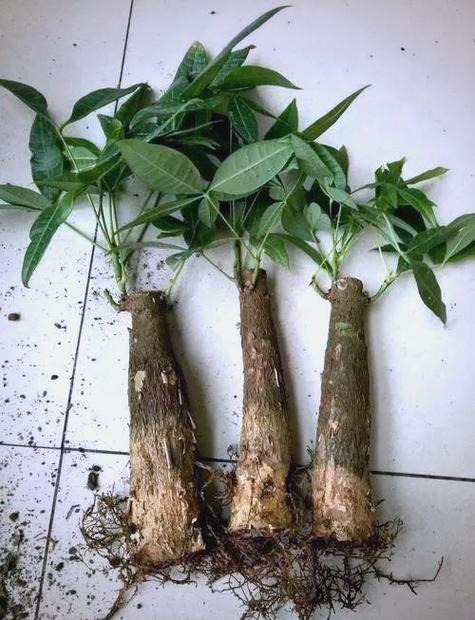 发财树变粗最简单三个步骤