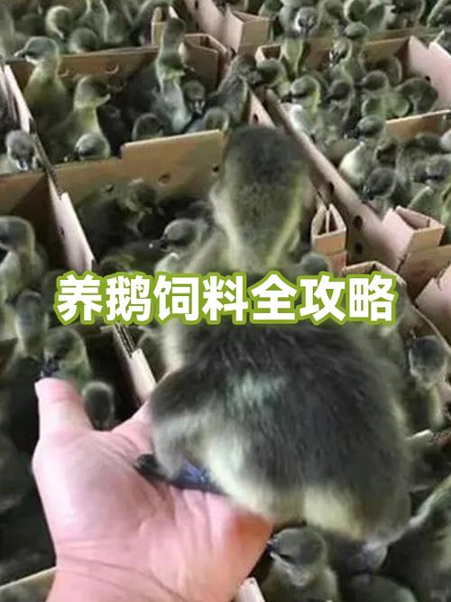 养鹅有什么好处和坏处
