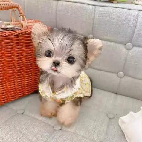 茶杯犬萌图 茶杯犬萌图