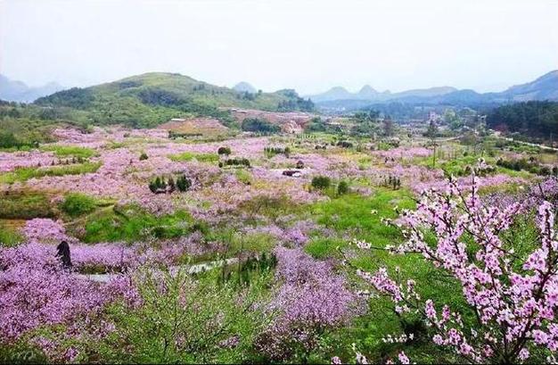 乡下生活田舍(桃子移植)