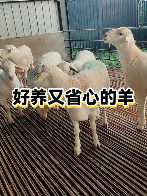 羊怎么养