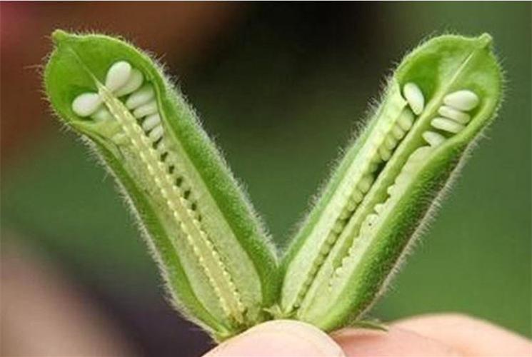 白芝麻长什么样子图片