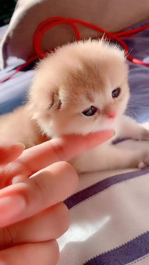 搜索萌萌小猫猫和萌萌小奶猫