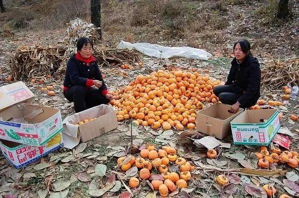 柿饼坏了吃了会中毒吗