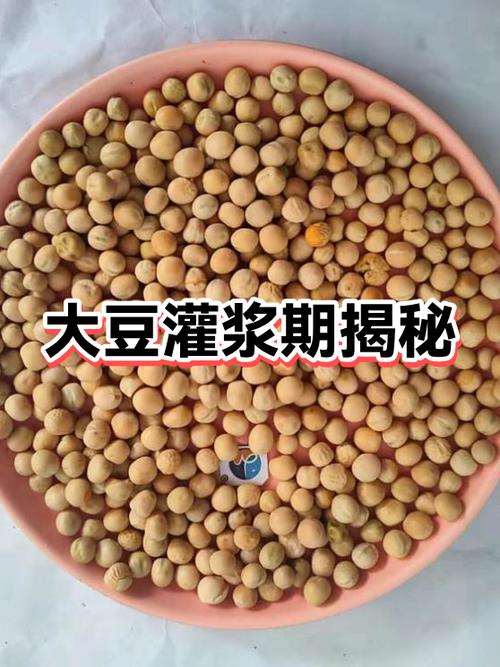 大豆种植时间 大豆种植时间