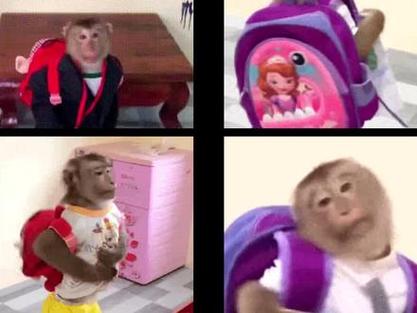 猴子转圈搞笑短视频