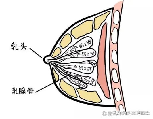 荷尔蒙霜对乳房的作用