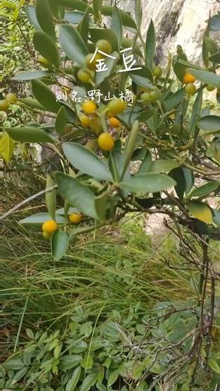 土话金豆的别名