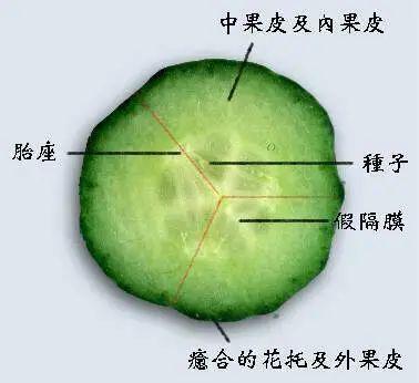 黄瓜属于什么结构
