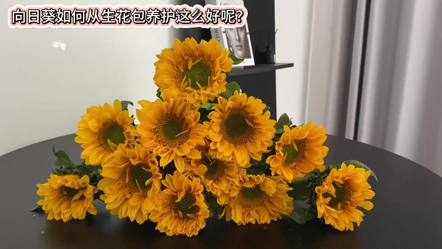 向日葵打不开怎么办 向日葵打不开怎么办