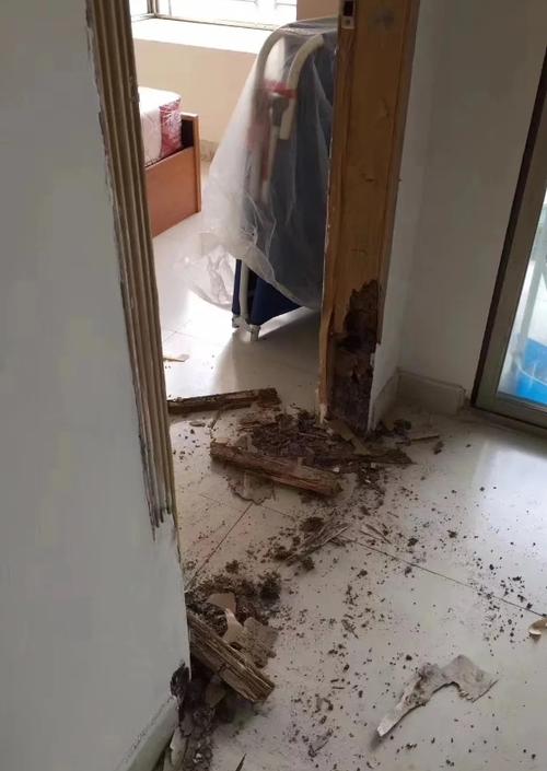 家里出现白蚁的原因