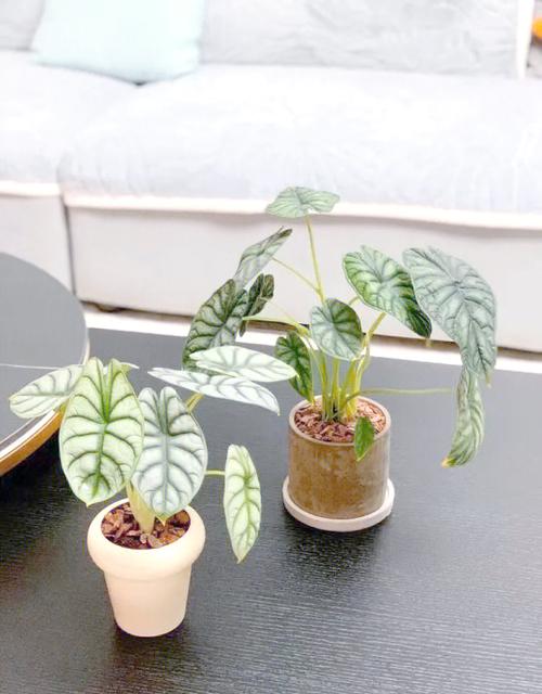 白犀牛海芋为何不建议养