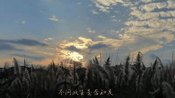 qq动态说说