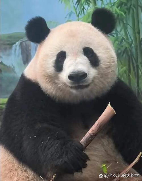 大熊猫名字有多少个