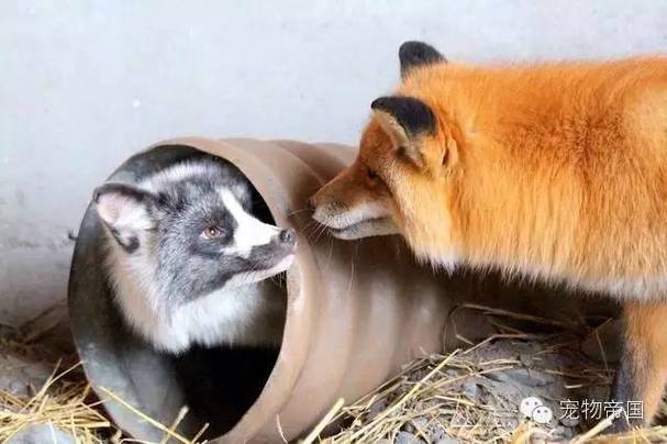 狐狸区分公母图