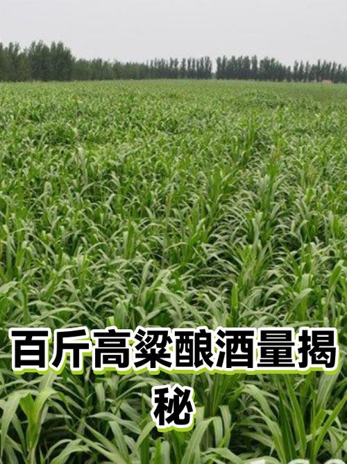 100斤高粱能酿几斤酒