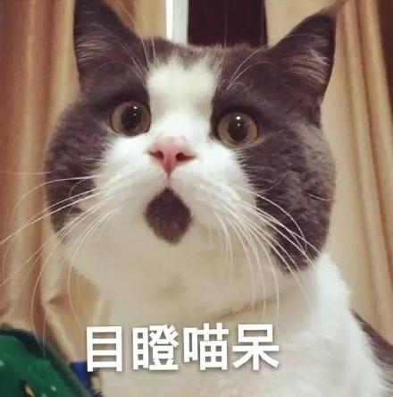 目瞪喵呆表情包