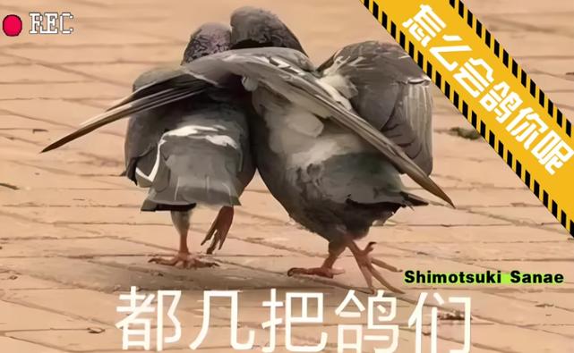 小鸽子依靠大鸽子表情包 小鸽子依靠大鸽子表情包