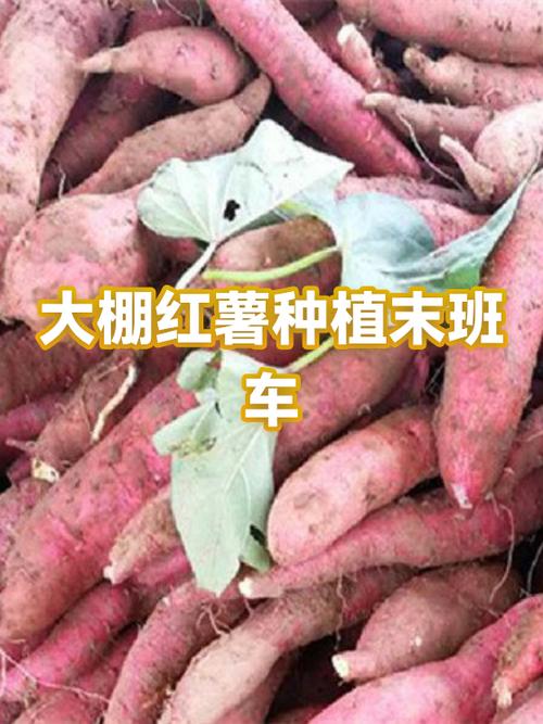 高铁带红薯被没收了