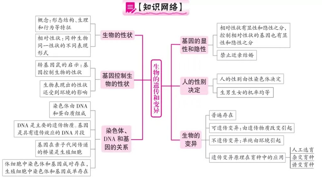 七年级下册生物生殖过程思维导图