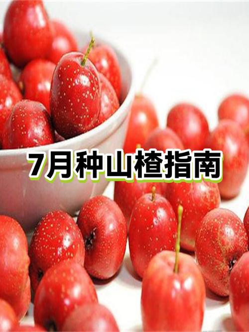 糖人能吃无糖山楂圈吗