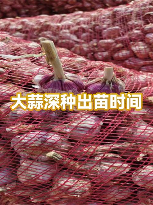 大蒜种深了能长大头吗