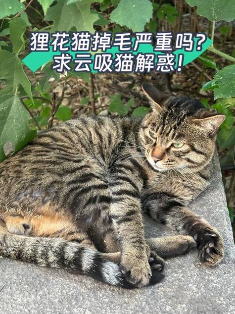 叼毛是什么意思?