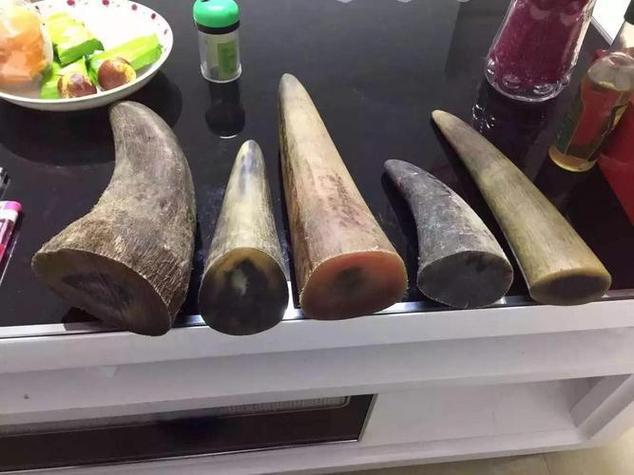 牛角与犀牛角对照图