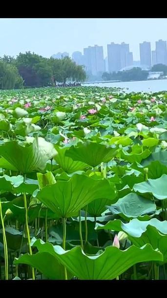 荷花池的视频
